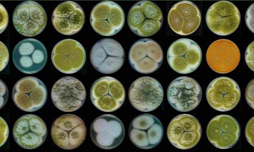 旋腹花归经功效作用禁忌是什么-旋腹花归经功效作用禁忌网- 旋腹花归经功效作用禁忌是什么知识,分享旋复花性味归经与功效作用