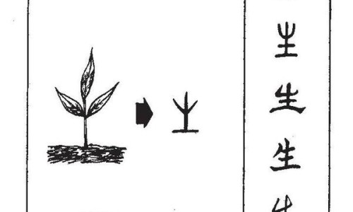 旋腹花归经功效作用禁忌症-旋腹花归经功效作用禁忌网- 旋腹花归经功效作用禁忌是什么知识,分享旋复花性味归经与功效作用